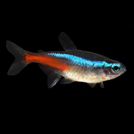 Neon innesa